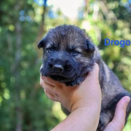 Drogon - Sable male German Shepherd puppy in Santa Cruz, California from Von Guadachi German Shepherds & Audacity Border Collies