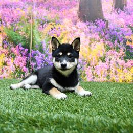 Dawson - Black and tan male Shiba Inu puppy in Arcola, Illinois from Highline Puppies