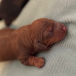 Boy 1 - Chocolate and tan male Dachshund puppy in Hickory, Kentucky from NanoDachs