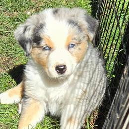 Elizabeth - Blue merle female Miniature Australian Shepherd puppy in Crestline, California from Haugen's Minis
