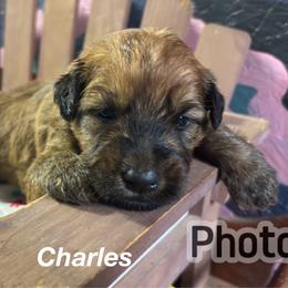 Charles - Wheaten male Soft Coated Wheaten Terrier puppy in Gladewater, Texas from Felicias Swheaties