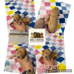 Gidget - Red female Dachshund puppy in Durant, Oklahoma from Big Creek Mini Dachshund