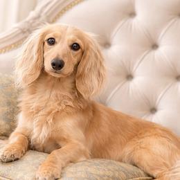Trouble - Dachshund