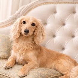 Trouble - Dachshund