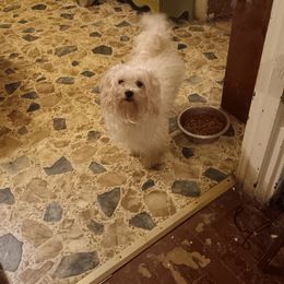 Gypsy - Maltese