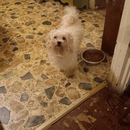 Gypsy - Maltese