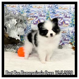 Pomeranian Puppies from Port Bee Pomeranian’s