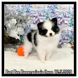 Pomeranian Puppies from Port Bee Pomeranian’s