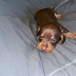 Chocolate female - Chocolate and tan female Dachshund puppy in Woodward, Oklahoma from Wiener Dreams Dachshunds