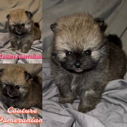 Pomeranian Puppies from Couture Pomeranians