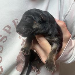Girl 1 - female German Shepherd puppy in Custer County, South Dakota from Legacy German Shepherds
