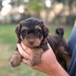 Remi - Brown female Bernedoodle puppy in Warrensburg, Missouri from Dreamer Ridge Puppies