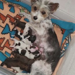 Poodle and Yorkshire Terrier Puppies from Effervescent-Pooches