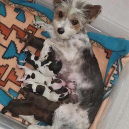 Poodle and Yorkshire Terrier Puppies from Effervescent-Pooches