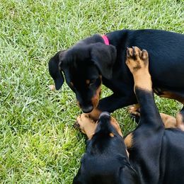 Doberman Pinscher Puppies from TeatreeDoberman