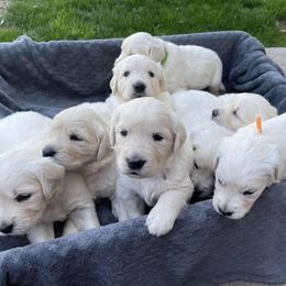 Golden Retrievers from KZAAM Golden Retreiver Of Arizona