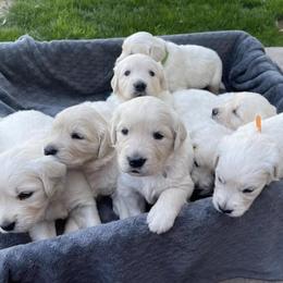 Golden Retrievers from KZAAM Golden Retreiver Of Arizona