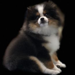 Pomeranians from DEVINEpoms