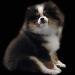 Pomeranians from DEVINEpoms
