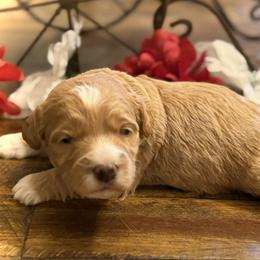 Romeo - Red  male Goldendoodle puppy in Bradenton, Florida from Christianna’s Mini Goldendoodles
