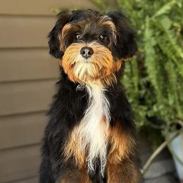 Jive - Australian Labradoodle