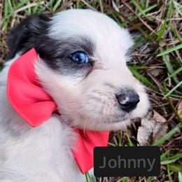 Johnny Cash - Grey and white male Bernedoodle puppy in Augusta, Georgia from Ivey's Poodles & Doodles