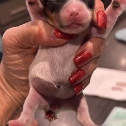 Parti girl - Parti female Yorkshire Terrier puppy in Hot Springs, Arkansas from Weslynn Kennels