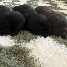 Maverick - Black male Labrador Retriever puppy in Oklahoma City, Oklahoma from H & H Retrievers