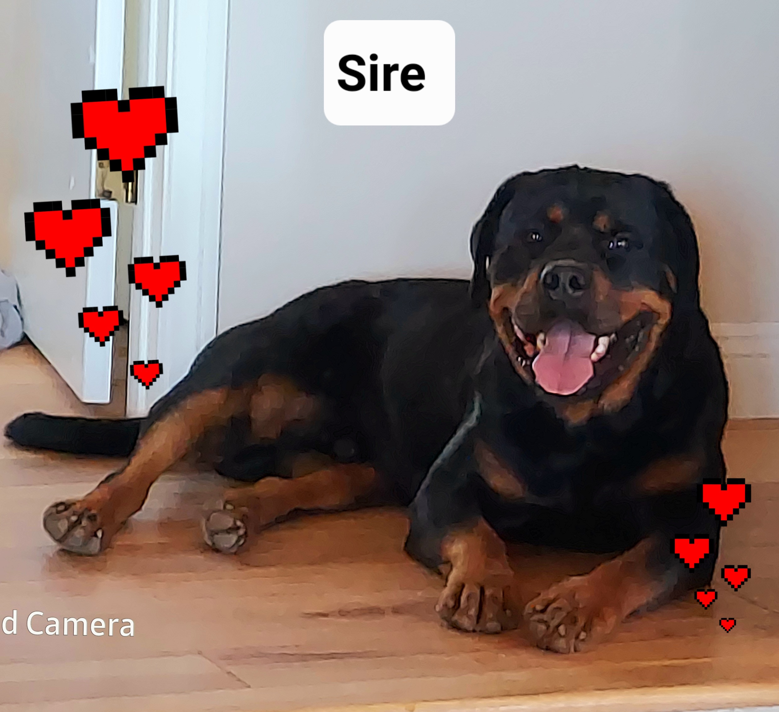 Rottweilers from Kennel vom Hause Locher