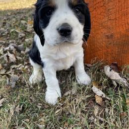 English Springer Spaniel Puppies from Cedar Ridge Kennels
