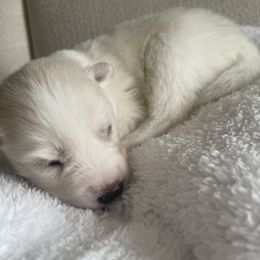 Siberian Husky Puppies from OAZS Pups