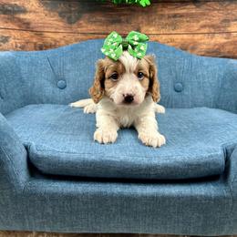 Cinderella - Blenheim female Cavapoo puppy in Lancaster, Missouri from Cavapoo Acres