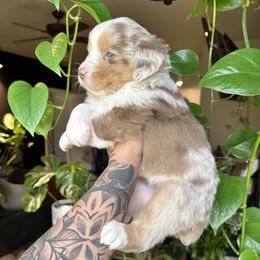 Miniature American Shepherd and Miniature Australian Shepherd Puppies from Whiskeytown Aussies