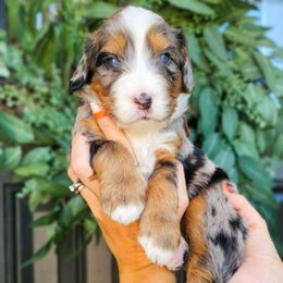 Ozzy - Merle male Bernedoodle puppy in Moses Lake, Washington from Macy Meadows Doodles