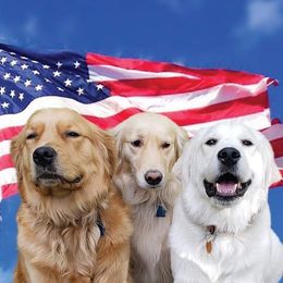 Golden Retrievers from Beech Ridge Goldens