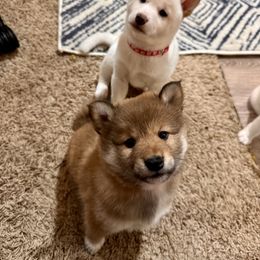 Shiba Inu Puppies from H & J Shiba Inu’s
