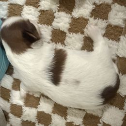 Shih Tzu Puppies from Wood Foo Breeders
