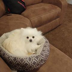 Pomeranian All Grown Up from Tanya's Pixie Pups