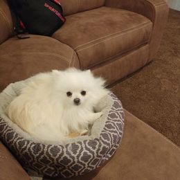 Pomeranian All Grown Up from Tanya's Pixie Pups