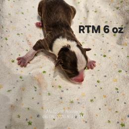 Boy 1 - Red tri male Toy Australian Shepherd puppy in Snowflake, Arizona from Halfpint Aussies