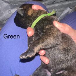 Green - Black brindle male Dutch Shepherd puppy in Raceland, Louisiana from Fontana Farm