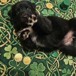 3 black bi female - Black & white female Miniature American Shepherd puppy in Placentia, California from Tru Cal Aussies
