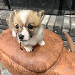 Dark pink girl - Red female Pembroke Welsh Corgi puppy in Flat Rock, Alabama from Fluffy Butt Acres