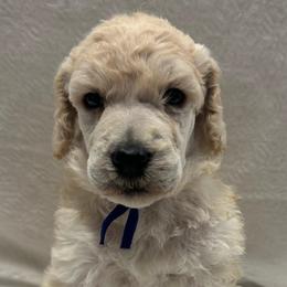 RYE-Blue collar male - Apricot male Poodle puppy in Chino Valley, Arizona from Whiskey Row Royals