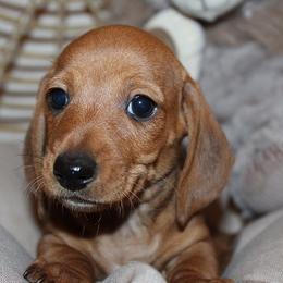 Boy 2 - Red male Dachshund puppy in Craig, Colorado from Rocky Mountain Shih Tzus and Dry Creek Miniature Dachshunds