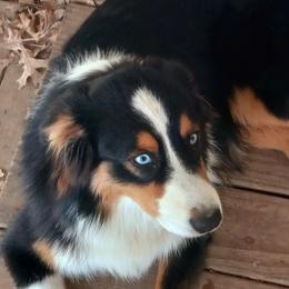 DENVER - Miniature Australian Shepherd