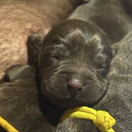 Blue Collar - Chocolate male Labrador Retriever puppy in Malabar, Florida from Mythic Labradors, LLC