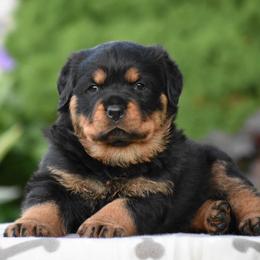Rottweiler Puppies from Sharp Ridge Rottweilers