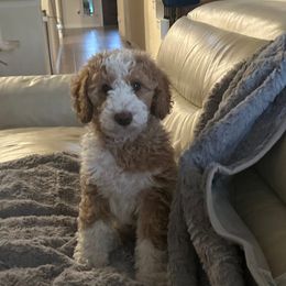 Maui - Apricot male Goldendoodle puppy in Austin, Texas from Doodles Fur Days