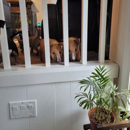 Bull Terrier Puppies from The Noble Bull Terriers
